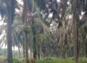 Harga TBS Sawit Plasma Riau Naik Signifikan, Umur 9 Tahun Tembus Rp3.743 per Kg