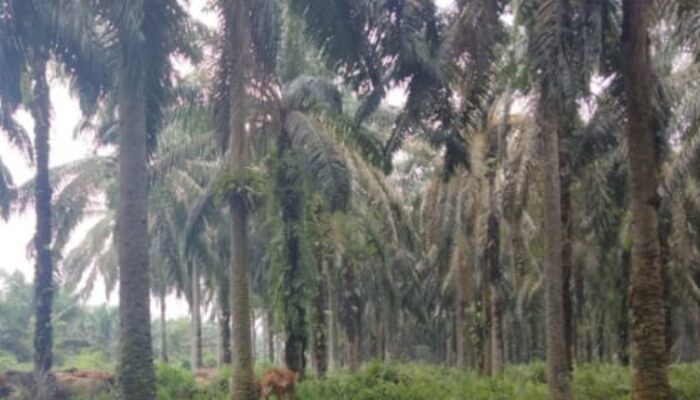 Harga TBS Sawit Plasma Riau Naik Signifikan, Umur 9 Tahun Tembus Rp3.743 per Kg