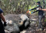 Gajah Sumatra Ditemukan Mati Mengenaskan di Areal Konsesi PT RAPP Pelalawan
