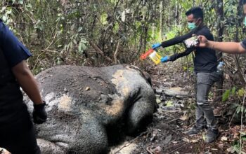 Gajah Sumatra Ditemukan Mati Mengenaskan di Areal Konsesi PT RAPP Pelalawan