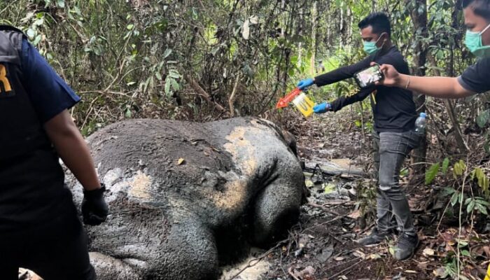 Gajah Sumatra Ditemukan Mati Mengenaskan di Areal Konsesi PT RAPP Pelalawan