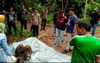 Dua Proyektil Peluru Bersarang di Tengkorak Gajah