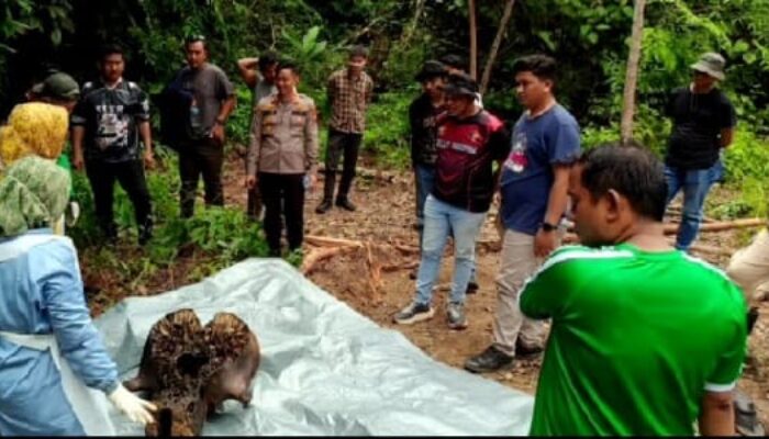 Dua Proyektil Peluru Bersarang di Tengkorak Gajah