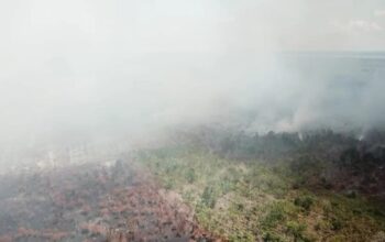 Kebakaran Hutan Kian Meluas, Puluhan Hektare Hutan Hangus Dilalap Api