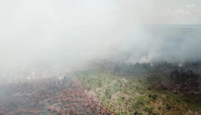Kebakaran Hutan Kian Meluas, Puluhan Hektare Hutan Hangus Dilalap Api