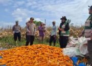Dukung Ketahanan Pangan Nasional, Polsek Kandis Polres Siak Gelar Panen Raya Jagung