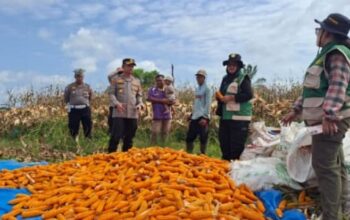 Dukung Ketahanan Pangan Nasional, Polsek Kandis Polres Siak Gelar Panen Raya Jagung