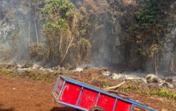 Bakar Lahan 5 Hektare di Bengkalis, Karyawan BUMD Resmi Jadi Tersangka