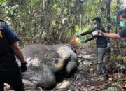 Kasus Gajah Mati di Konsesi PT RAPP, Polres Pelalawan Periksa 33 Saksi