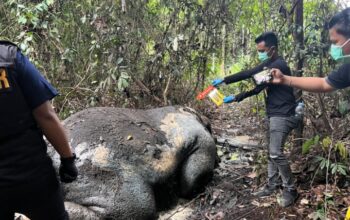 Kasus Gajah Mati di Konsesi PT RAPP, Polres Pelalawan Periksa 33 Saksi