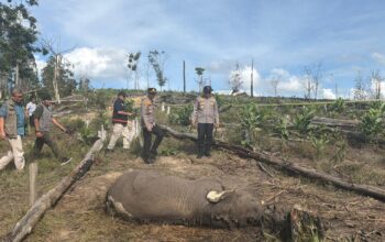 Anak Gajah Ditemukan Mati di Taman Nasional Tesso Nilo,Kapolda Riau Turun Tangan
