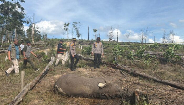 Anak Gajah Ditemukan Mati di Taman Nasional Tesso Nilo,Kapolda Riau Turun Tangan