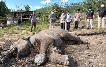 Anak Gajah Mati Terjerat di TNTN, Pemilik Lahan Jadi Tersangka