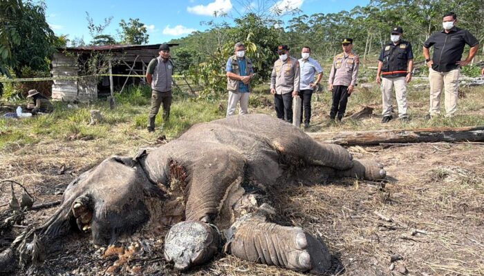 Anak Gajah Mati Terjerat di TNTN, Pemilik Lahan Jadi Tersangka